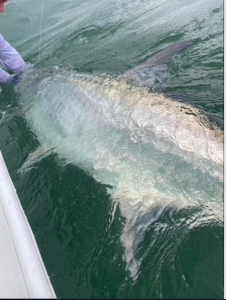 Tarpon Fishing in New Smyrna Beach