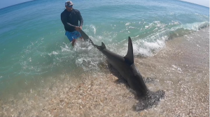 New Smyrna Beach Shark Fishing