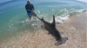 Shark Fishing NSB